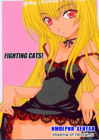 Black Cat - Fighting Cats